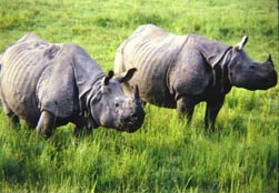 Status, conservation and trade in African and Asian rhinoceroses